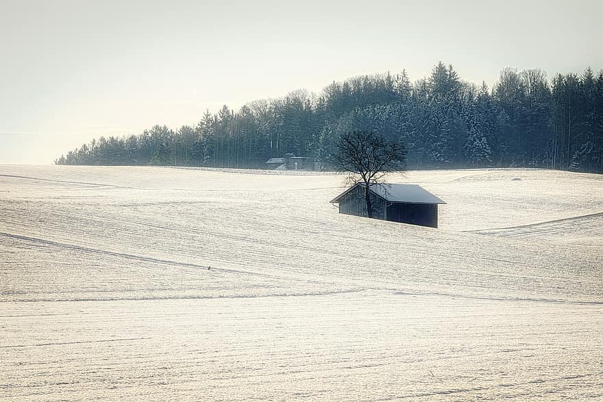 冬、小屋、丘、雪、田舎、霧、納屋、フィールド、森林、木、コールド