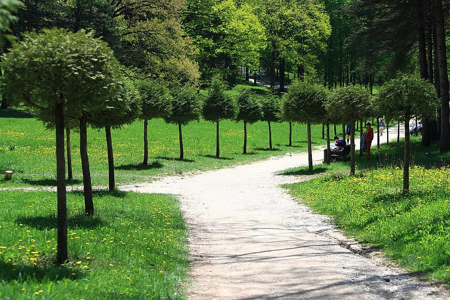 park, bomen, Rusland, stadspark, Bos, natuur, boom, groene kleur, zomer, gras, voetpad