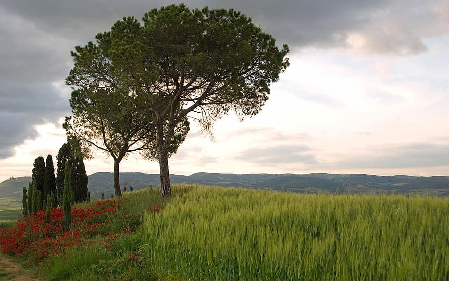 трави, дерева, поле, луг, тоскана, природи, на відкритому повітрі, небо, хмари, Італія