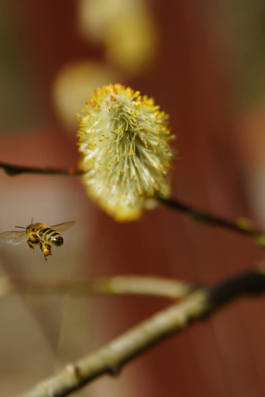 bite, vītolu catkin, apputeksnēšana, makro, tuvplāns, raksturs, zieds, dzeltens, kukaiņi, augu, vasarā