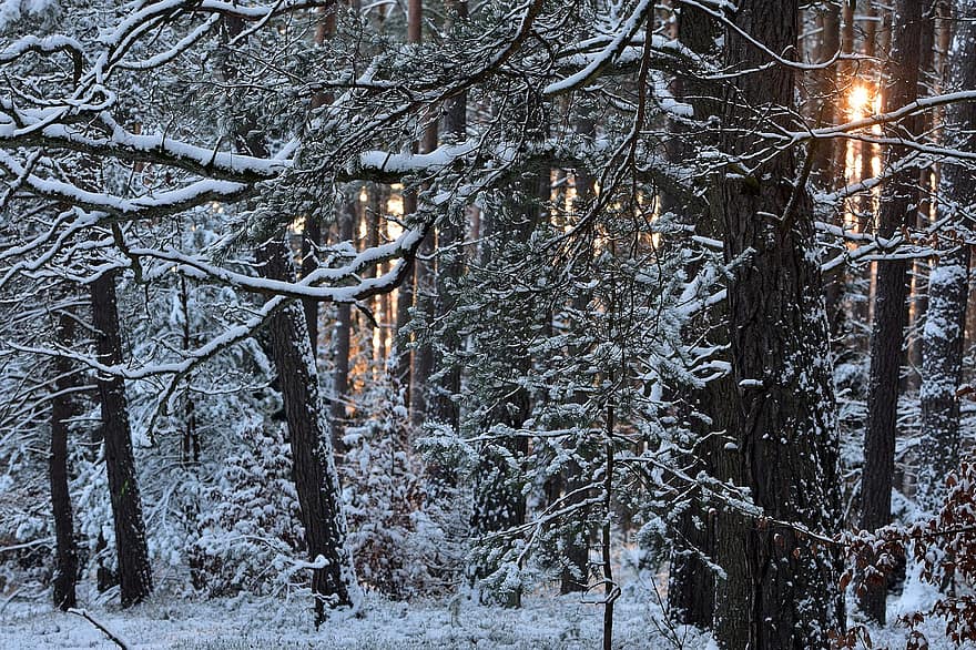 mežs, raksturs, koki, filiāles, sniegs, ziemā, sniegains, ainavu, saule, koks, sezonā