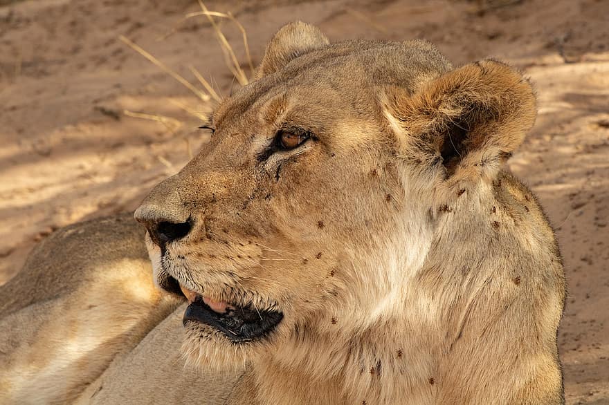 animal, león, mamífero, depredador, especies, África, animales en la naturaleza, felino, gato no domesticado, animales de safari, sabana