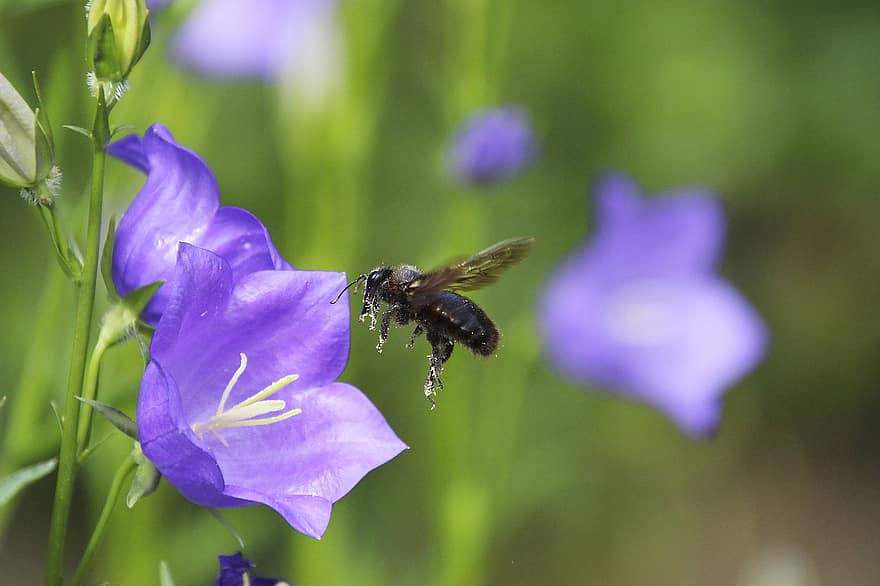 abeille charpentière, abeille, fleur, insecte, en volant, fleur mauve, fleur sauvage, plante, la nature