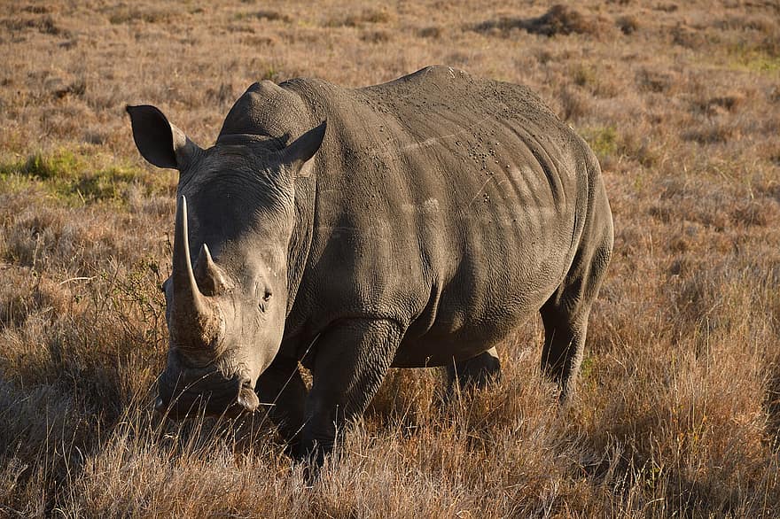hvite rhinoceros, dyr, pattedyr, Ceratotherium Simum Simum, vilt dyr, dyreliv, fauna, villmark, natur, Lewa, kenya