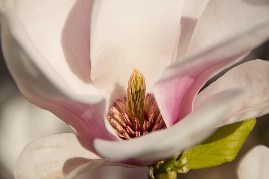 magnolia, bloem, roze bloem, natuur, macro, detailopname, fabriek, bloemblad, blad, bloemhoofd, zomer