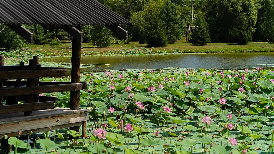 Příroda, rybník, lekníny, lotus, jezero, rekreační středisko, Rusko