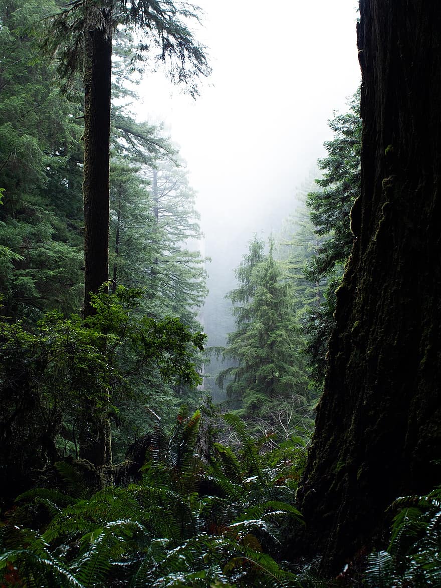 regnskov, Skov, tåge, natur, skov, ødemark