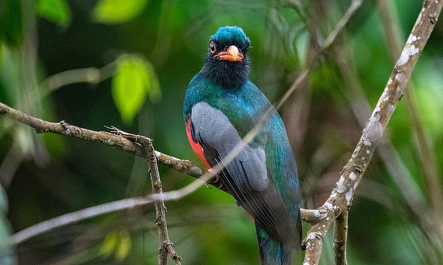 trogon, pasăre, cățărat pasăre, Costa Rica, aviară