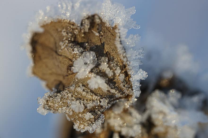 Leaf, Plant, Ice, Frost, Cold, Snow, Frozen, Wintry, ze, Winter, Eiskristalle