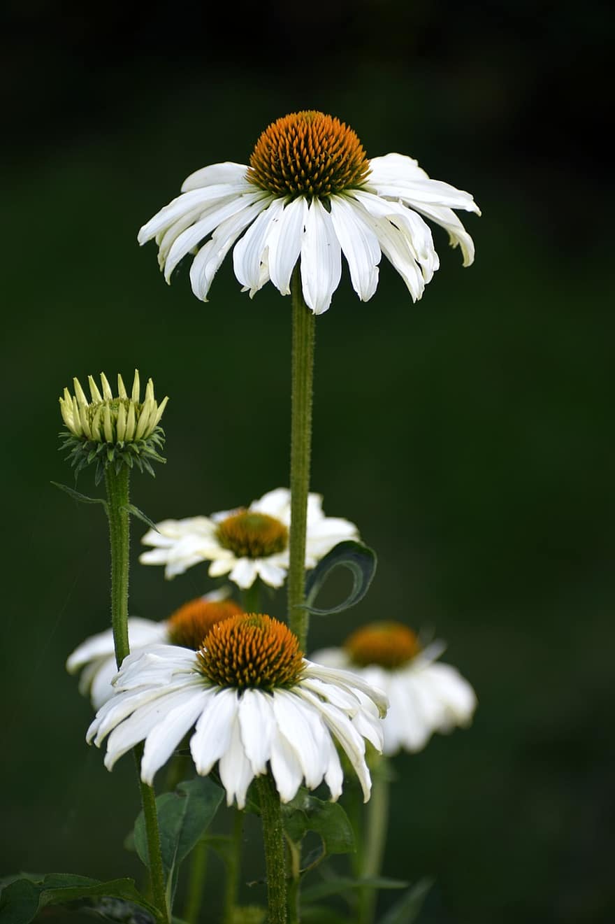 coneflower, λουλούδι, άνθος, ανθίζω, καλοκαίρι, φαρμακευτικό φυτό, λευκό