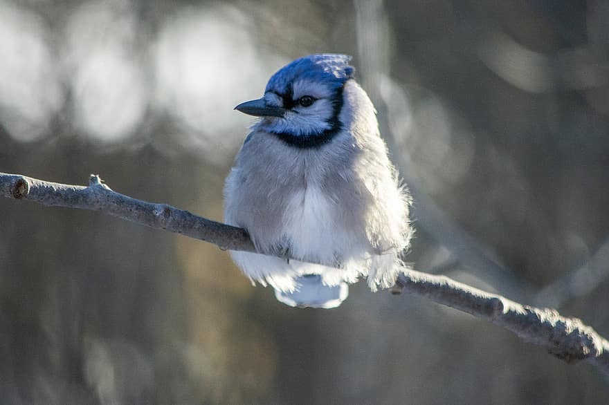Blue Jay, kuş, yaban hayatı