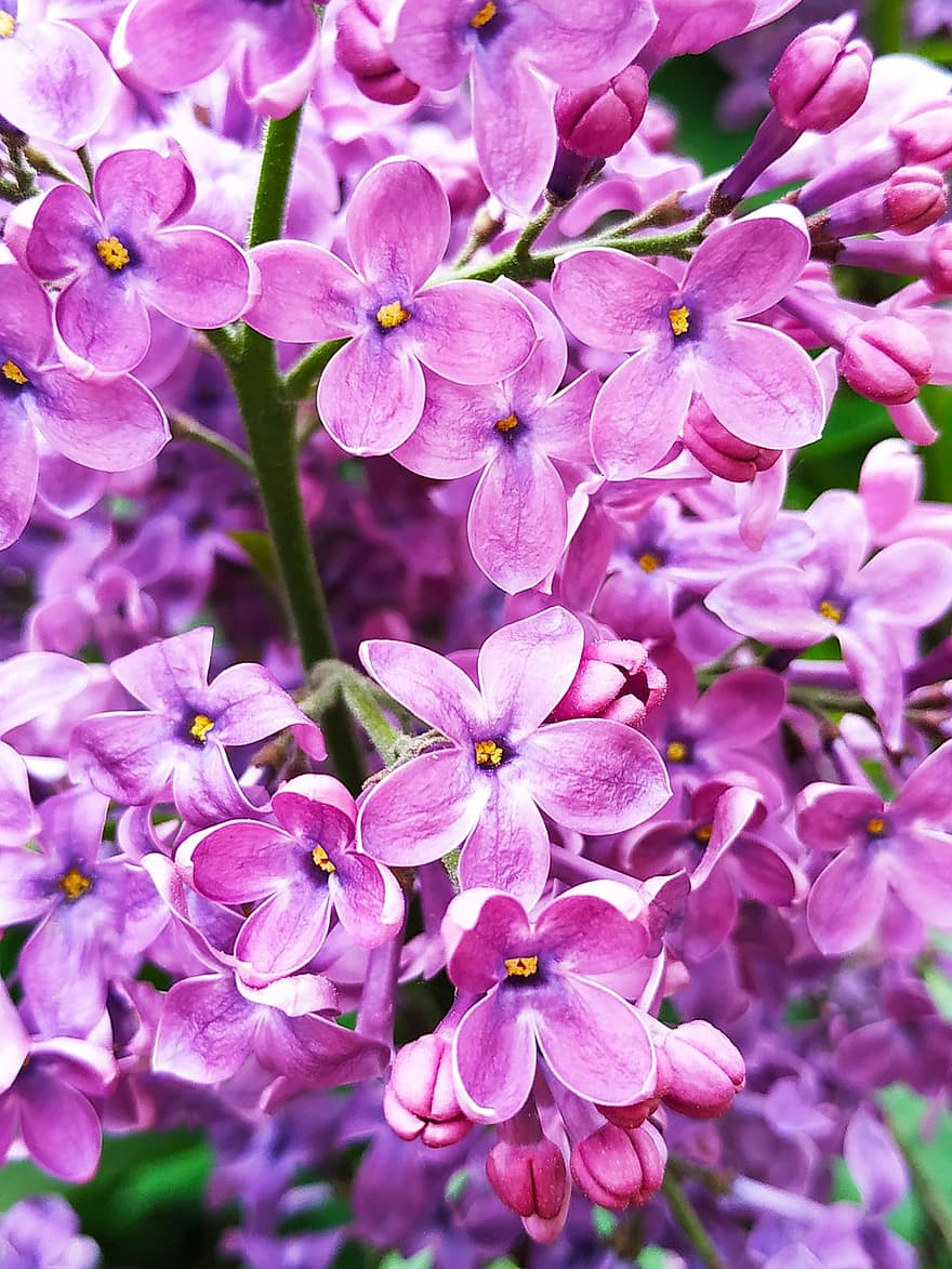 ziedi, purpura ziedi, dārzs, zied, zieds, flora, augiem, ziedlapiņām, purpura ziedlapiņas, raksturs