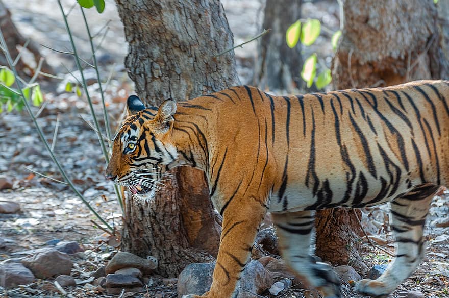 tigris, királyi bengáli tigris, ragadozó, Ranthambhore, erdő, fák, bengáli tigris, vadon élő állatok, undomesticált macska, csíkos, macskaféle