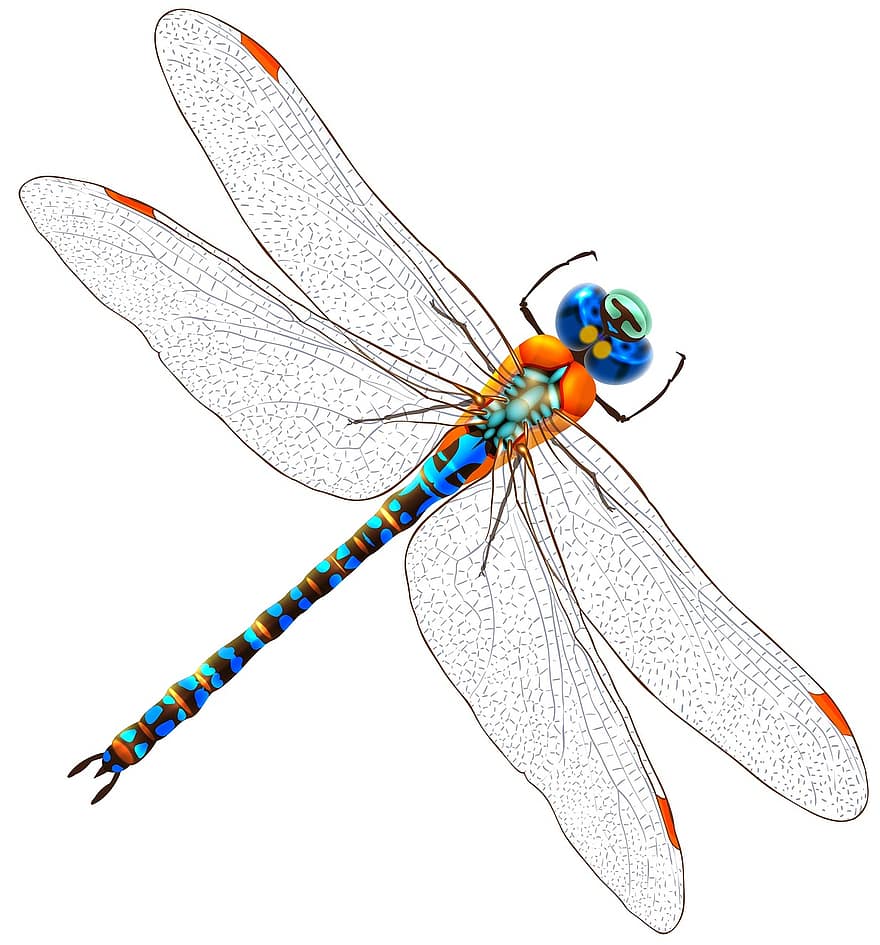 dragonfly, insekt, bug, natur, dyr, grønn, vinge, vinger, utendørs, blå, oransje