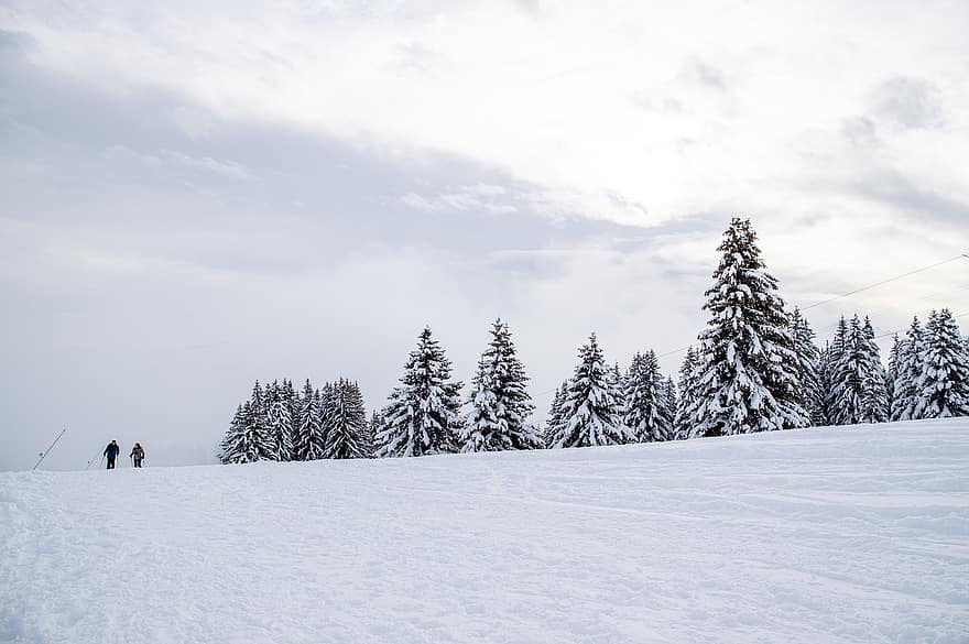 alberi, foresta, montagna, la neve, ghiaccio, stazione sciistica, abete, Savoie, inverno, paesaggio