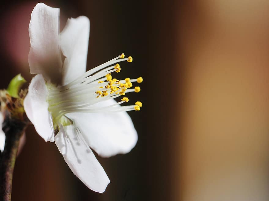 flor, flor blanca, flor de melocotón, pétalos, pétalos blancos, floración, flora, planta, naturaleza, de cerca, macro