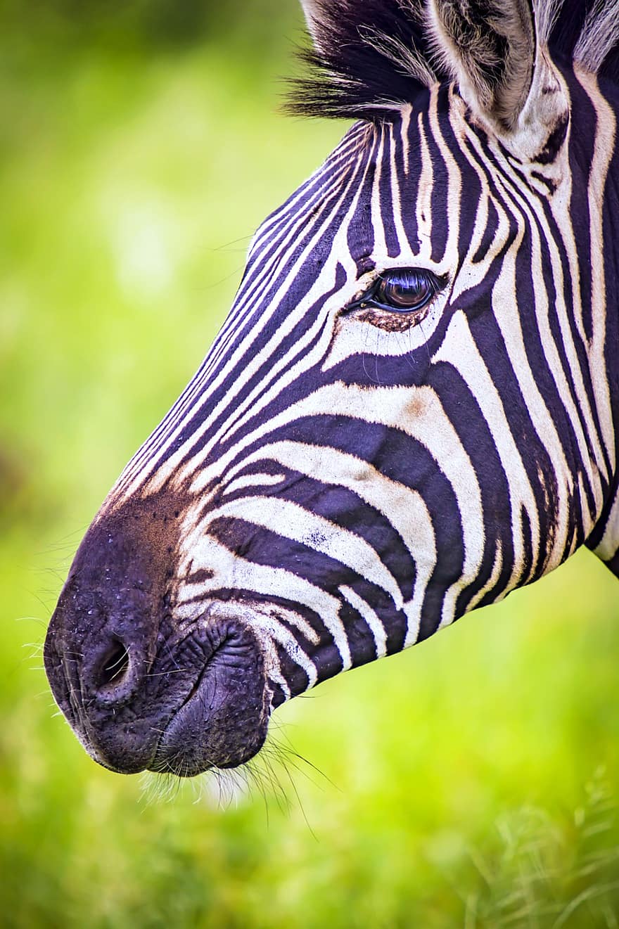 zebra, zwierzę, dzikiej przyrody