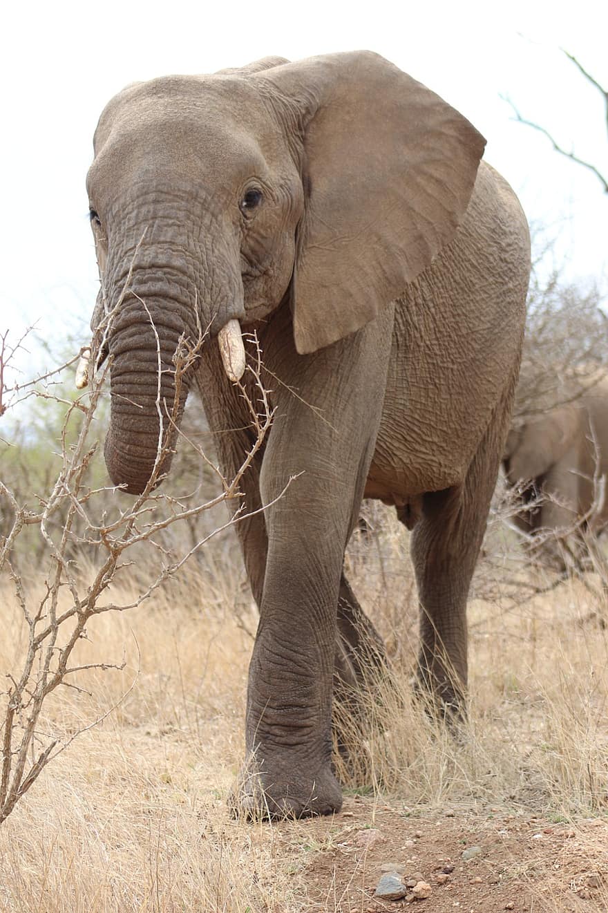 l'éléphant, défenses, animal, la nature, jeune éléphant, mammifère, safari, faune