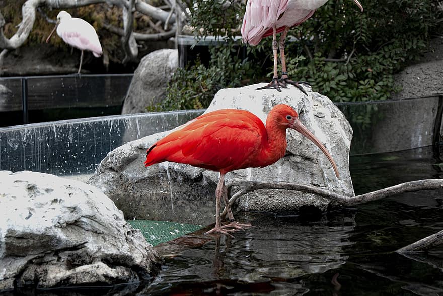 burung, kolam, ibis merah tua, alam, paruh, bulu, binatang di alam liar, air, multi-warna, iklim tropis, merapatkan