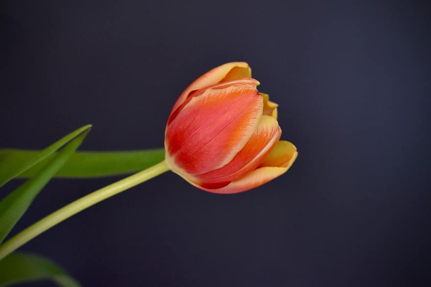 fleur, tulipe, début de floraison, Floraison, plante, flore, fermer, pétale, tête de fleur, feuille, printemps