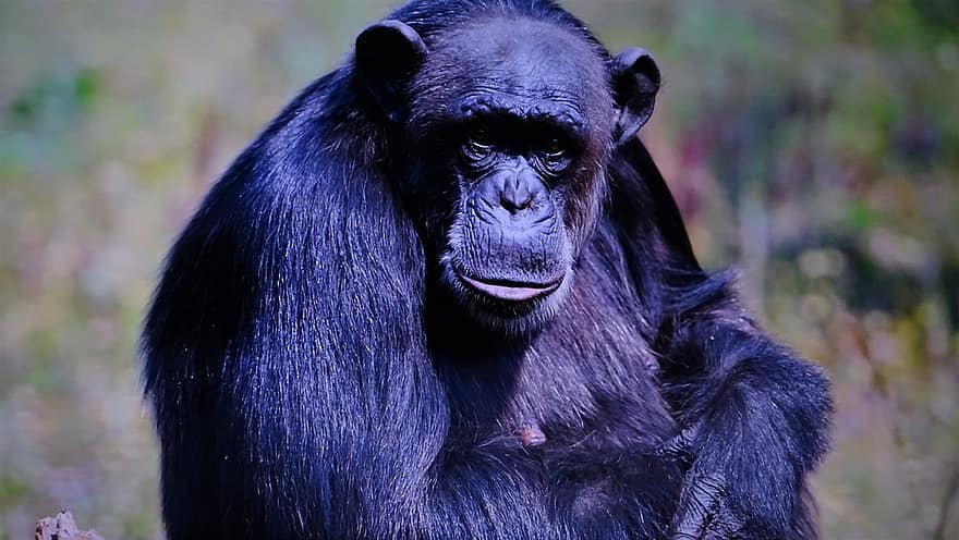 singe, chimpanzé, primate, zoo, animaux à l'état sauvage, les espèces menacées, forêt, Afrique, pluie de forêt tropicale, tête d'animal, fermer