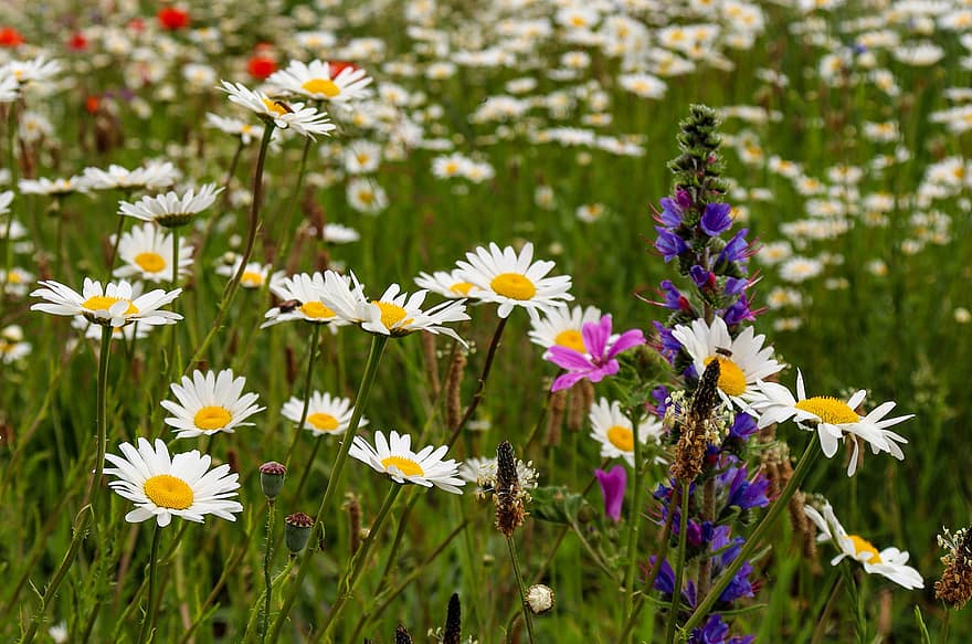 padang rumput bunga, bunga liar, musim panas, bunga, beraneka warna, warna, bunga margrit, flora, pemandangan, padang rumput, menanam