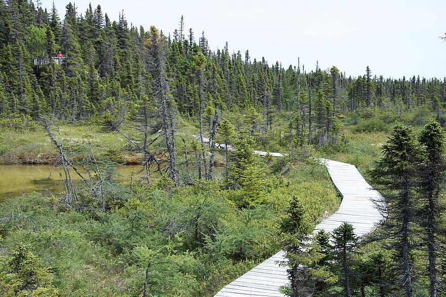 เส้นทาง, ทางเดิน, ป่า, ธรรมชาติ, การธุดงค์, แคนาดา, ควิเบก