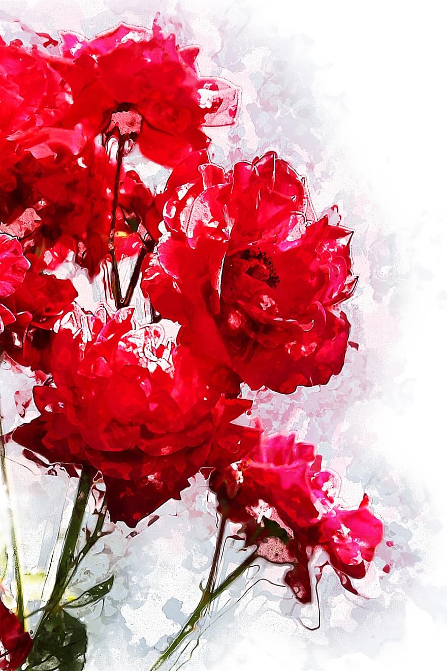 rojo, Rosa, las flores