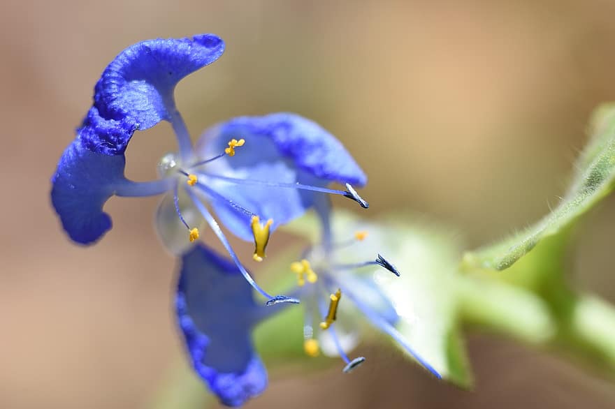 mėlynos gėlės, violetinės gėlės, sodas, pobūdį, makro fotografija
