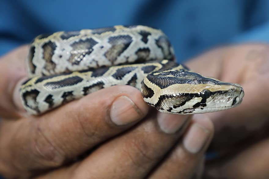 Baby Python, bola de python, serpente, python, réptil, animais selvagens, animal, venenoso
