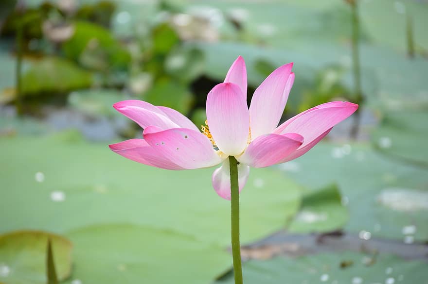Lotus, Flower, Plant, Petals, Water Lily, Bloom, Blossom, Aquatic Plant, Flora, Pond, Nature