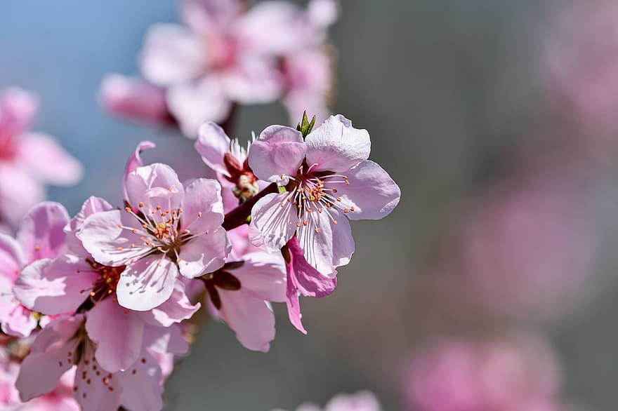 persiku ziedi, rozā ziedi, ziedi, raksturs, augiem, pavasarī, zieds, tuvplāns, augu, ziedlapiņa, rozā krāsa