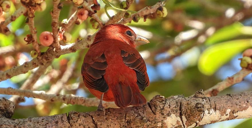 птица, Scarlet Tanager, орнитология, вид, фауна, птичи, животно, клюн, перце, клон, животни в дивата природа
