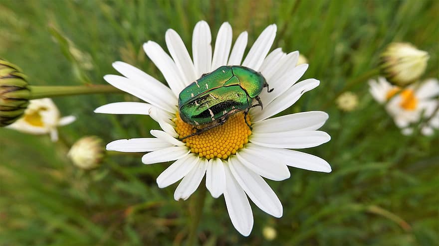 scarabée, Marguerite, insecte, fleur, Floraison, la nature, fermer, fleur blanche, été, couleur verte, macro