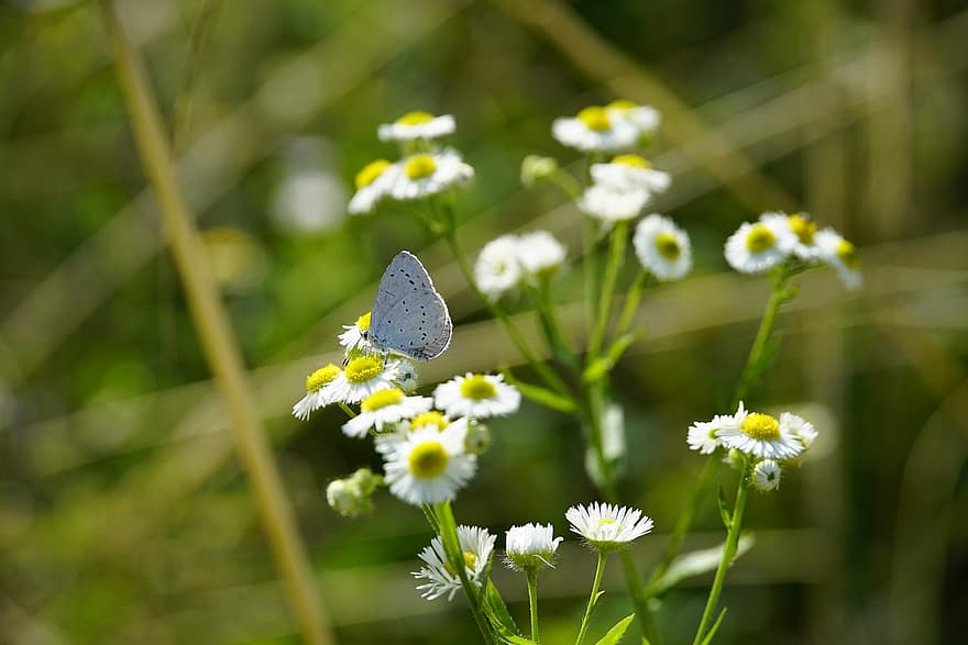 lycaenidae, κοινό μπλε, πεταλούδα, έντομο, καλοκαίρι, μπλε, πτέρυγα, φύση, ζώο, ψυλλοβότανο, erigeron