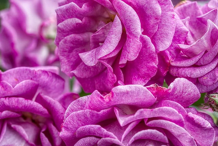 rosenblomst, Rosenbusk, violet, flor, tæt på, gruppe, sommer