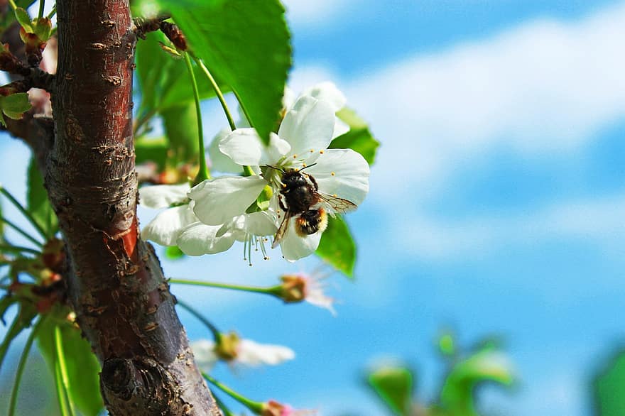 蜂、木、春、咲く、昆虫、蜜、太陽、ミツバチ、春の気分、葉
