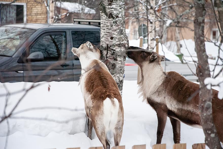 Animals, Road, Snow, Winter, Cold, Jokkmokk, Sweden