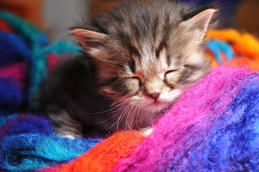 Cat, Kitten, April, Whiskers, Domestic, Pet, cute, pets, domestic cat, domestic animals, fur