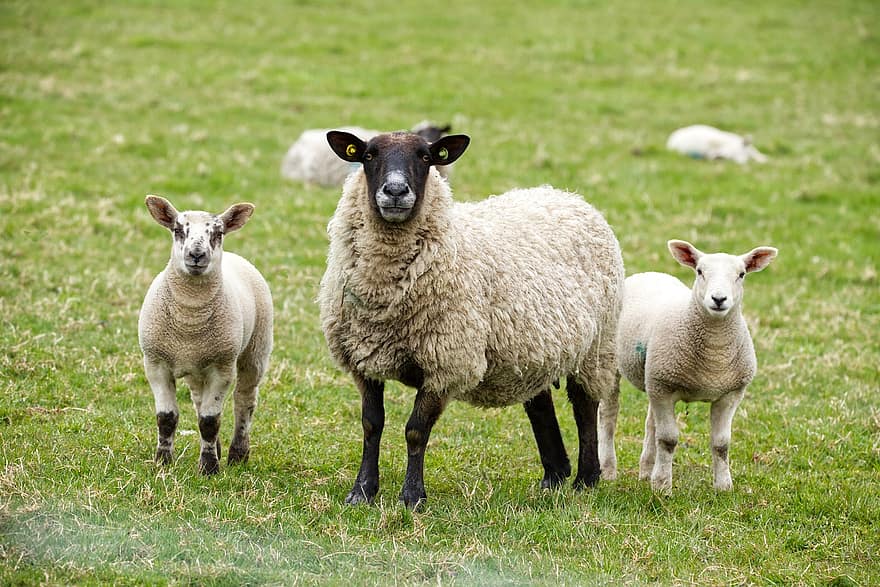 羊、子羊、家畜、動物たち、自然、ファーム、牧草地、赤ちゃん、農村、フィールド、群れ