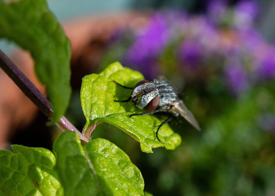 volar, insecto, entomología, macro, hojas, follaje, fotografía macro, bokeh, de cerca