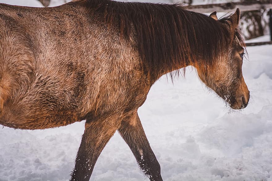 tahunan, kuda, kuda poni, musim dingin, salju, hewan, menyemburkan, kopel