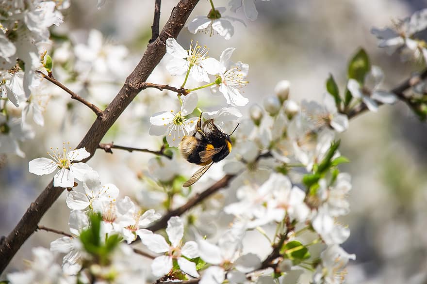 viespe, insectă, floare de cires, flori, copac, primăvară, flori albe, polen, polenizare, spori, petale
