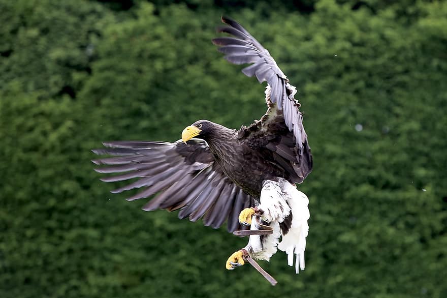 鷲、フライト、鳥、野生動物、羽毛、猛禽類、自然、翼、くちばし、空飛ぶワシ、猛禽