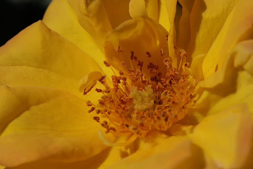 黄色い花、雌しべ、花びら、ローズ、春、花、春の花、工場、庭園、自然、閉じる