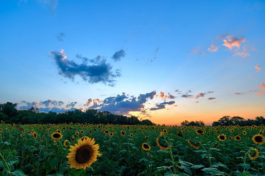 Sunflowers, Field, Sunset, Cloud, Blue Sky