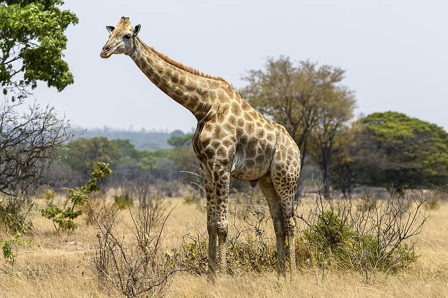 giraffe, dier, safari, zoogdier, Hoogste zoogdier, dieren in het wild, wild, wildernis, natuur, Zimbabwe, Afrika