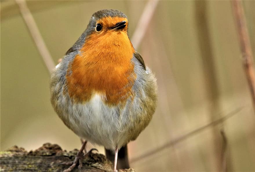 robin, oiseau, perché, Robin Redbreast, oiseau chanteur, animal, faune, plumage, sauvage, le monde animal, la nature
