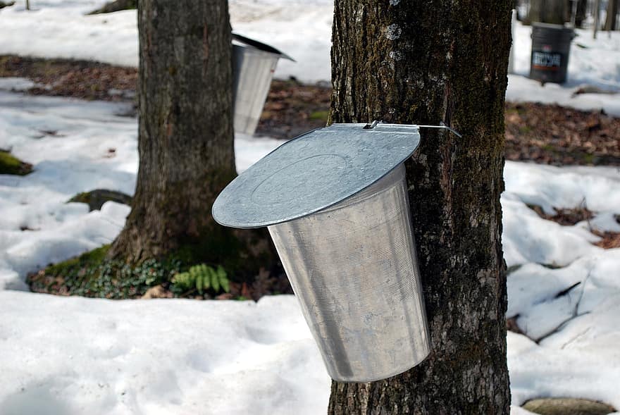 Penyadap Pohon Maple, Penyadap, musim dingin, hutan