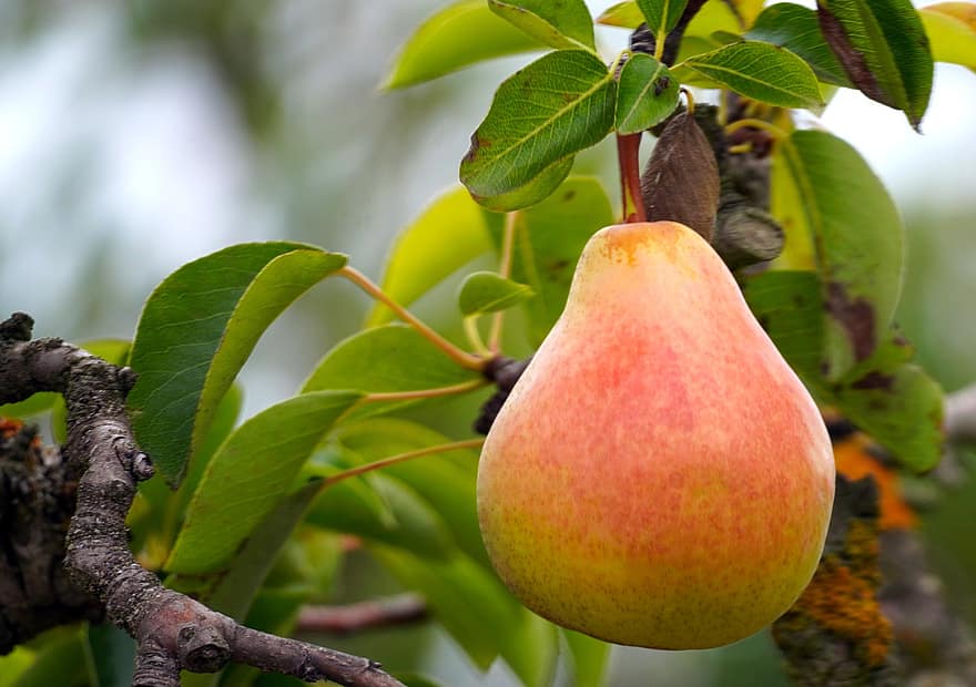 pære, pæretre, frukt, innhøsting, produsere, organisk, tre, fersk, fersk frukt, Frisk pære, blader